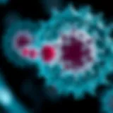 Detailed diagram of myeloid cell maturation stages