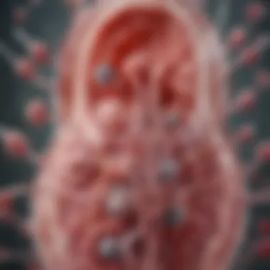 Illustration depicting the impact of alpha lipoic acid on kidney function