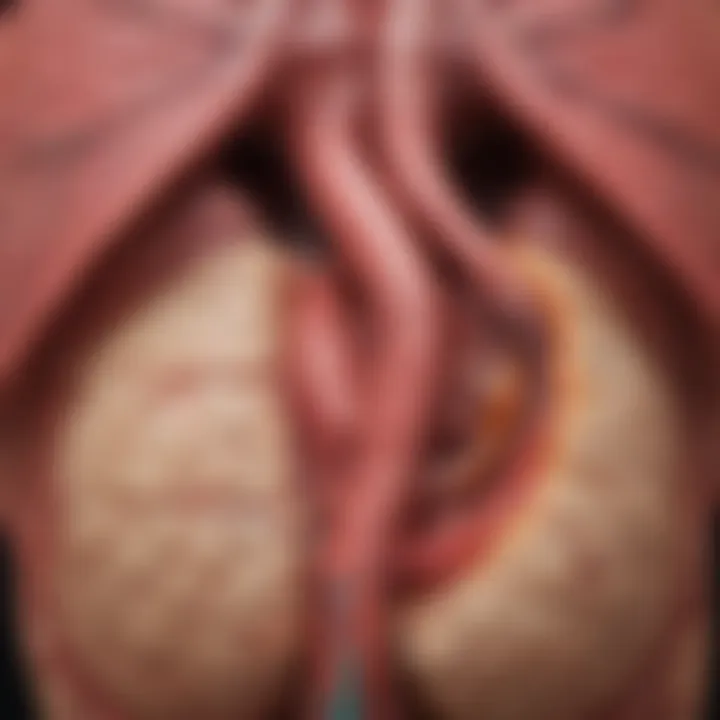 Diagram illustrating the pathophysiological mechanisms leading to aortic cusp sclerosis.