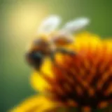 The Essential Role of Pollinators A close-up view of a honeybee on a flower, illustrating the vital role of pollination