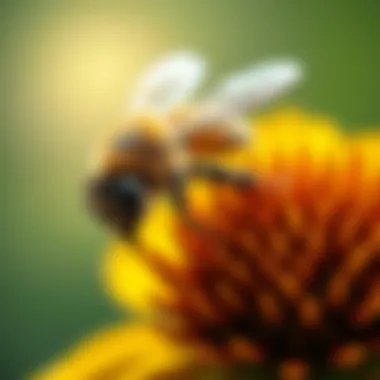 The Essential Role of Pollinators A close-up view of a honeybee on a flower, illustrating the vital role of pollination