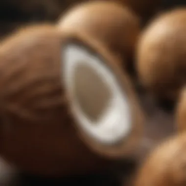 Diverse Applications of Coconut Fiber Various applications of coconut fiber in sustainable products