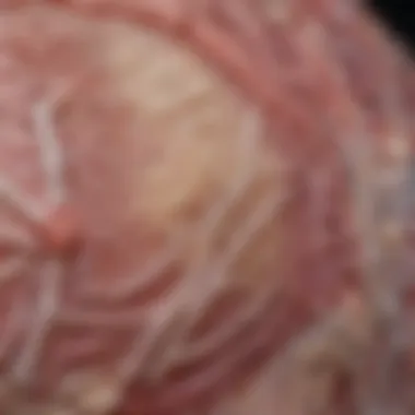 Microscopic Examination of Collagen in Skin Microscopic view of collagen fibers in skin