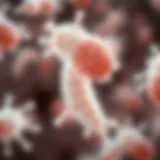 Microscopic view of H. pylori bacteria