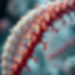 Visual representation of AAV vector structure