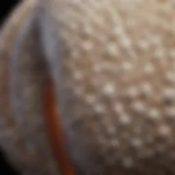 Detailed view of posterior composite filling materials