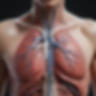 Radiographic Anatomy of the Thoracic Cavity Radiographic view of the thoracic cavity highlighting the heart and lungs