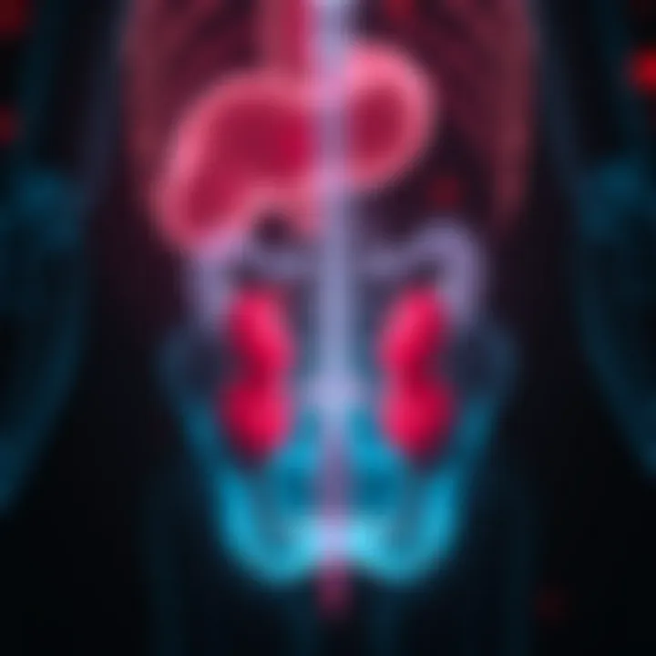 Diagram showing the anatomy of the urinary tract