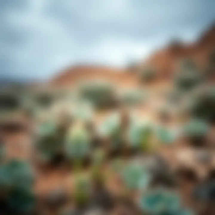 A time-lapse visual of desert plants during a rare rainfall event