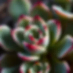 A close-up of a succulent plant showcasing water storage capabilities