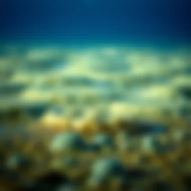 Ecological Role of Bed Forms in Aquatic Environments Ecological impact of bed forms on aquatic ecosystems