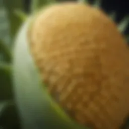 A close-up view of genetically modified corn cob showcasing its unique characteristics.