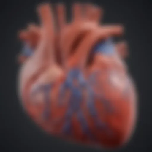 Illustration showing the anatomy of the heart affected by left ventricular dysfunction