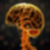 Neurological pathways involved in spastic paraplegia