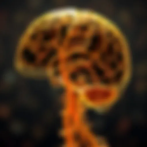 Neurological pathways involved in spastic paraplegia