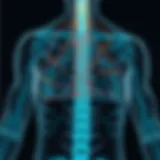 Diagram illustrating the neurological pathways affected by spinal ataxia