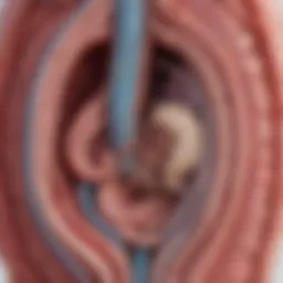 An anatomical illustration of the superior mesenteric artery and its relation to the duodenum.