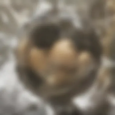 Ecological Representation of the Pear Close-up of a pear surrounded by natural elements showcasing ecological significance