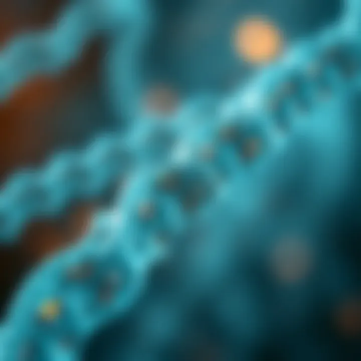 Telomere Length and Aging Diagram showing the relationship between telomere length and aging