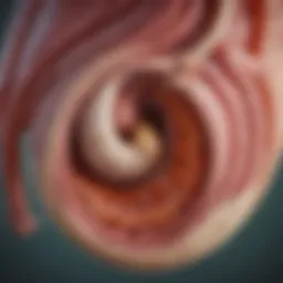 Illustration depicting the anatomical location of the gallbladder