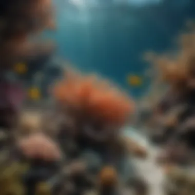 An underwater view showcasing the fragility of reef ecosystems