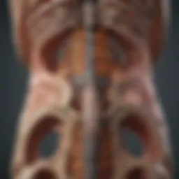 Detailed illustration of the sacral spine anatomy showcasing its structure and components.