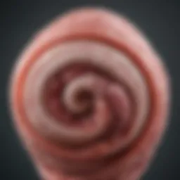 Anatomical representation of a five-week fetus