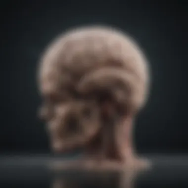 Illustration of Brain Response to Fear The brain's response to fear stimuli illustrated