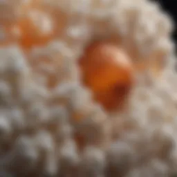 A close-up view of fermented skincare products showcasing their unique textures.