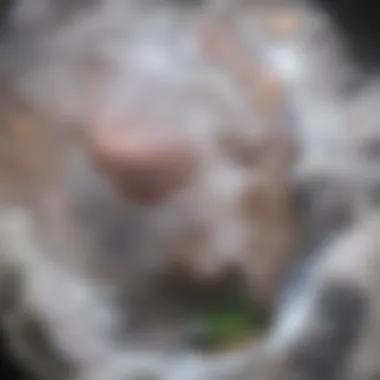 Future Research Trends on Shrimp Bubbles Future trends in scientific research on shrimp bubbles