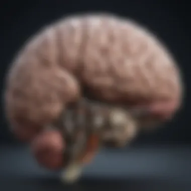 Illustration of the narcolepsy brain mechanisms