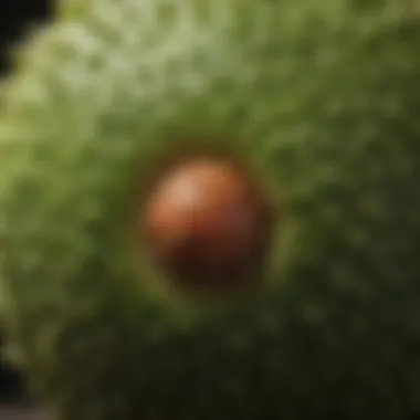 Close-up of graviola fruit revealing its unique texture