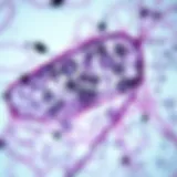 Microscopic view of tissue sample highlighting cellular structures