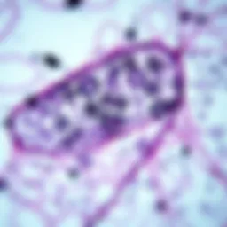 Microscopic view of tissue sample highlighting cellular structures