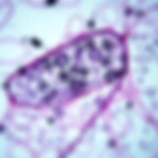 Microscopic Examination in Histopathology Microscopic view of tissue sample highlighting cellular structures