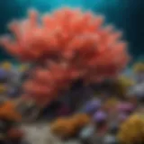 Colorful coral reefs illustrating marine biodiversity at risk