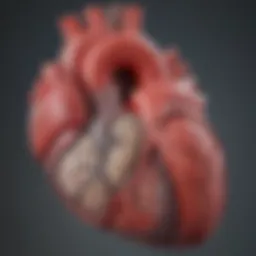 Illustration depicting the anatomy of the heart highlighting left ventricular sections