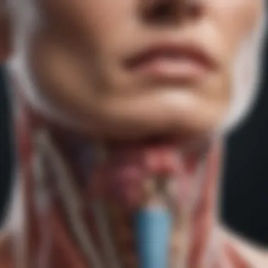 Illustration of the laryngeal anatomy highlighting the supraglottis