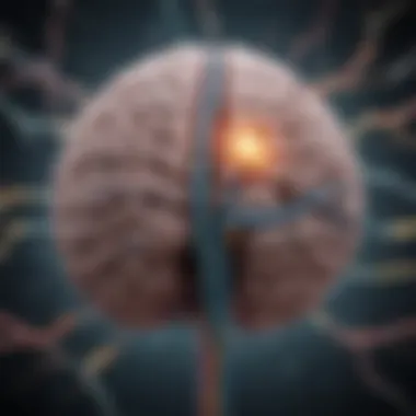 Illustration of brain pathways activated by memory-enhancing medications