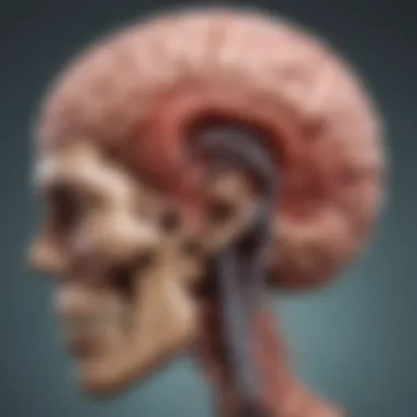 Anatomical Location of Medulloblastoma Illustration depicting the anatomical location of medulloblastoma within the brain.