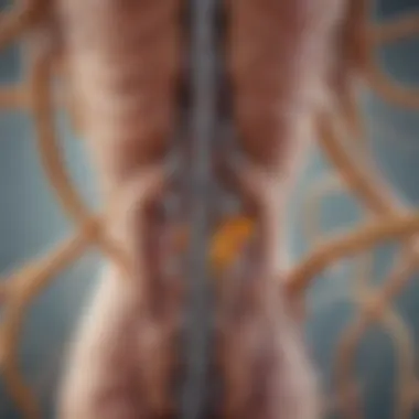 Mechanisms of Multiple Sclerosis Visual representation of multiple sclerosis mechanisms
