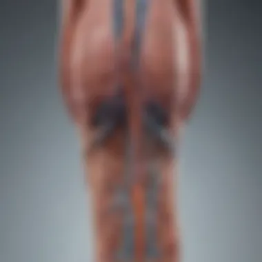 Neurological Pathways and Balance Illustration of neurological pathways involved in balance control