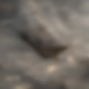 Birds feeding on paddy rice in a lush field