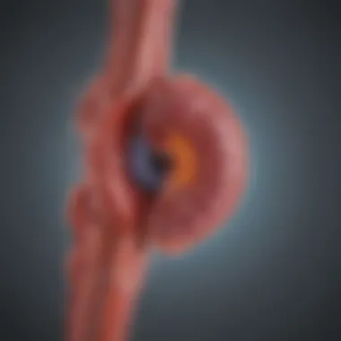 Diagram outlining physiological mechanisms in kidney function