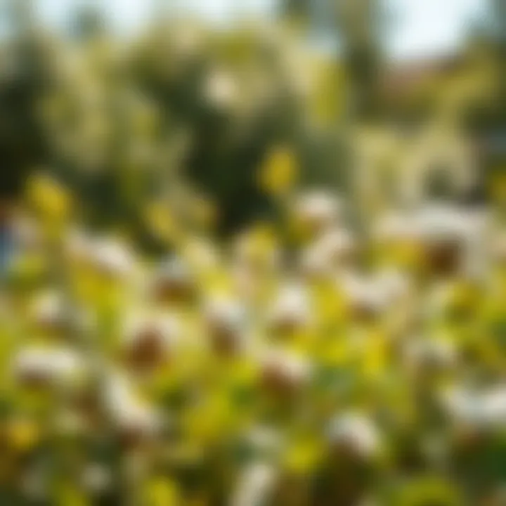 Thriving Cotton Plants Under Ideal Conditions Cotton plants thriving in sunlight