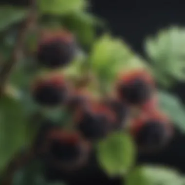Elderberries: Nature's Antioxidant Powerhouse A collection of elderberries, rich in antioxidants for immunity support