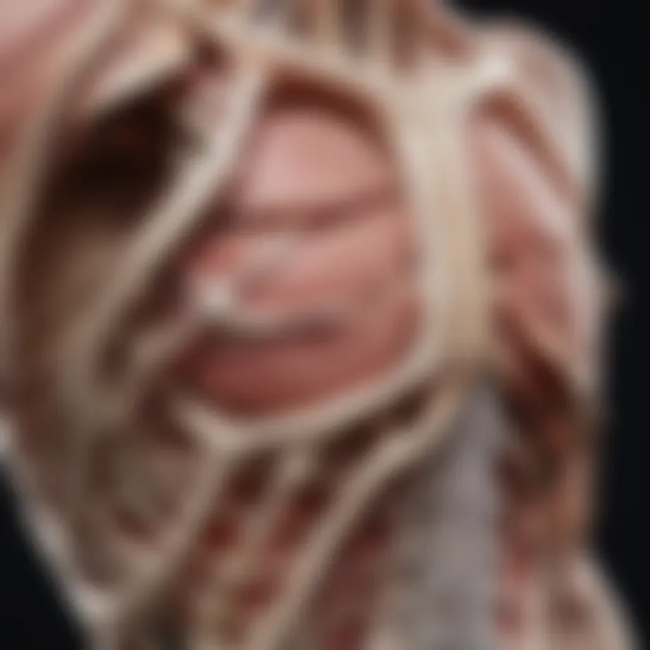 Detailed anatomical diagram of rib structure