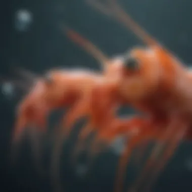 Anatomy of Shrimp and Bubble Formation Anatomy of shrimp highlighting bubble formation