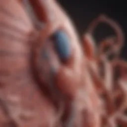 Illustration of kidney anatomy highlighting diabetes impact