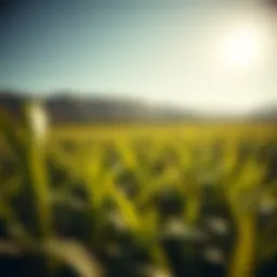 Vast sugarcane fields under sunlight